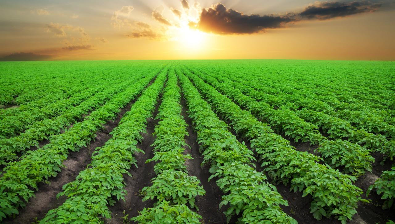 Potato farmer quality demand year boerdery drives sa farming nico produce