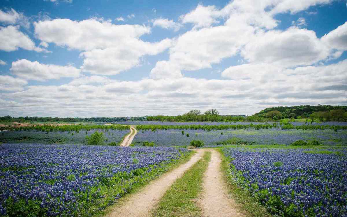 Bluebonnet ennis oursweetadventures bluebonnets