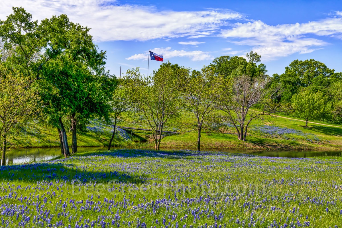 Trail bluebonnet